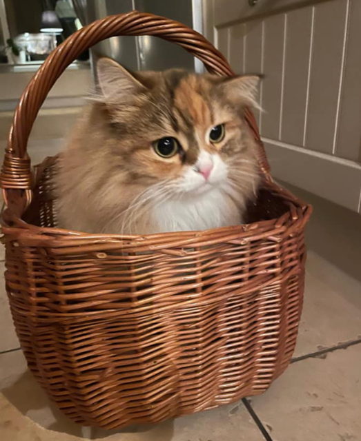 Sibirisk katt Lyra
